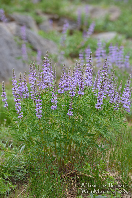 Silvery lupine (Lupinus argenteus var. heteranthus). Carson Pass, Mokelumne Wilderness, Eldorado National Forest, Sierra Nevada, Alpine County, California, USA. Stock Photo ID=PLA0523