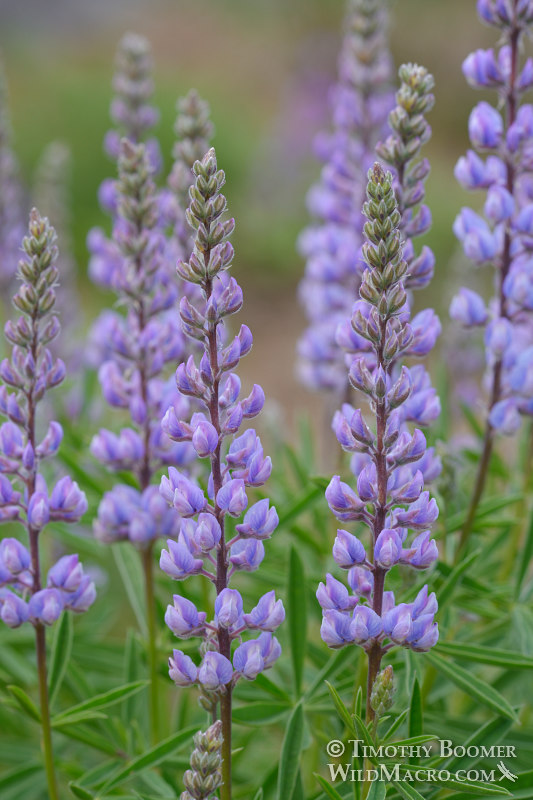 Silvery lupine (Lupinus argenteus var. heteranthus). Carson Pass, Mokelumne Wilderness, Eldorado National Forest, Sierra Nevada, Alpine County, California, USA. Stock Photo ID=PLA0524