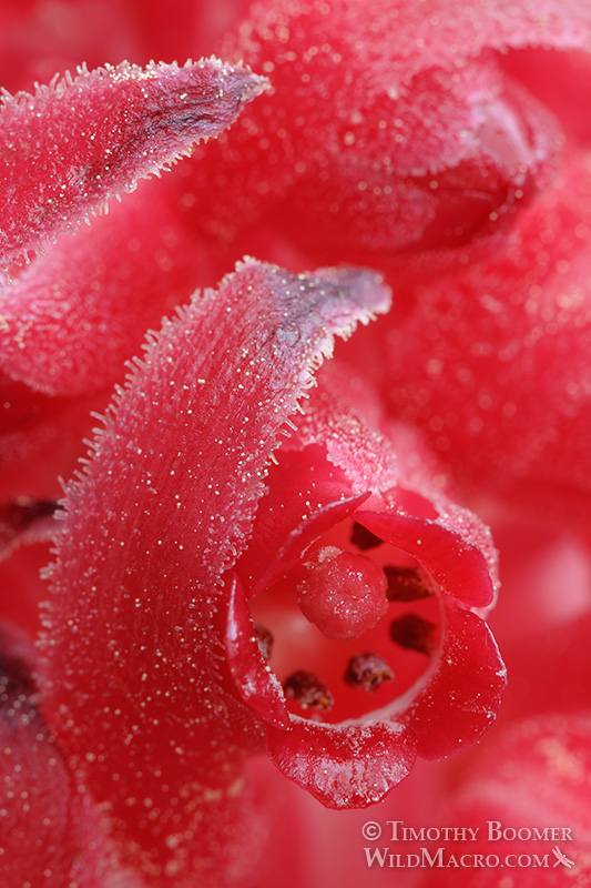 Snow plant (Sarcodes sanguinea). Carson Spur, Eldorado National Forest, Sierra Nevada, Amador County, California Snow plant (Sarcodes sanguinea). Carson Spur, Eldorado National Forest, Sierra Nevada, Amador County, California. Stock Photo ID=PLA0234