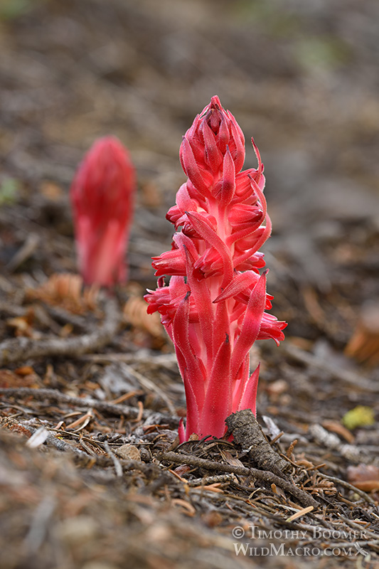 Snow plant (Sarcodes sanguinea). Carson Spur, Eldorado National Forest, Sierra Nevada, Amador County, California. Stock Photo ID=PLA0335 Snow plant (Sarcodes sanguinea). Carson Spur, Eldorado National Forest, Sierra Nevada, Amador County, California. Stock Photo ID=PLA0335