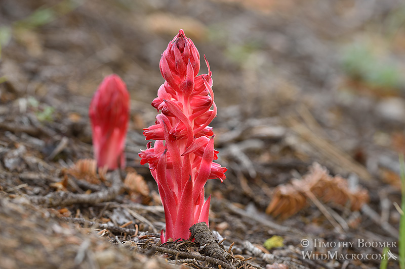 Snow plant (Sarcodes sanguinea). Carson Spur, Eldorado National Forest, Sierra Nevada, Amador County, California. Stock Photo ID=PLA0336 Snow plant (Sarcodes sanguinea). Carson Spur, Eldorado National Forest, Sierra Nevada, Amador County, California. Stock Photo ID=PLA0336