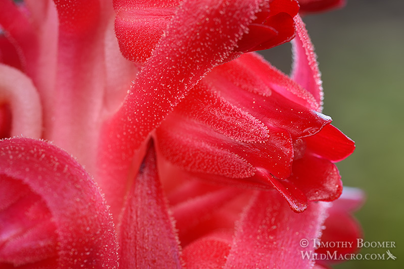 Snow plant (Sarcodes sanguinea). Carson Spur, Eldorado National Forest, Sierra Nevada, Amador County, California.  Stock Photo ID=PLA0337