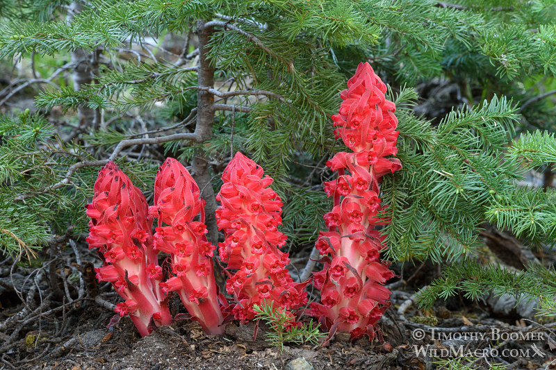 Snow plant (Sarcodes sanguinea). Thunder Mountain Trail, Eldorado National Forest, Sierra Nevada, Amador County, California. Stock Photo ID=PLA0415 Snow plant (Sarcodes sanguinea). Thunder Mountain Trail, Eldorado National Forest, Sierra Nevada, Amador County, California. Stock Photo ID=PLA0415