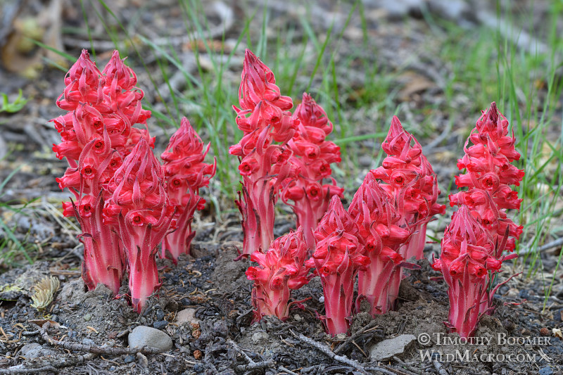Snow plant (Sarcodes sanguinea). Thunder Mountain Trail, Eldorado National Forest, Sierra Nevada, Amador County, California. Stock Photo ID=PLA0416 Snow plant (Sarcodes sanguinea). Thunder Mountain Trail, Eldorado National Forest, Sierra Nevada, Amador County, California. Stock Photo ID=PLA0416