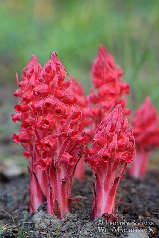 Snow plant (Sarcodes sanguinea). Thunder Mountain Trail, Eldorado National Forest, Sierra Nevada, Amador County, California. Stock Photo ID=PLA0417 Snow plant (Sarcodes sanguinea). Thunder Mountain Trail, Eldorado National Forest, Sierra Nevada, Amador County, California. Stock Photo ID=PLA0417