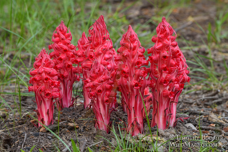Snow plant (Sarcodes sanguinea). Thunder Mountain Trail, Eldorado National Forest, Sierra Nevada, Amador County, California. Stock Photo ID=PLA0418 Snow plant (Sarcodes sanguinea). Thunder Mountain Trail, Eldorado National Forest, Sierra Nevada, Amador County, California. Stock Photo ID=PLA0418