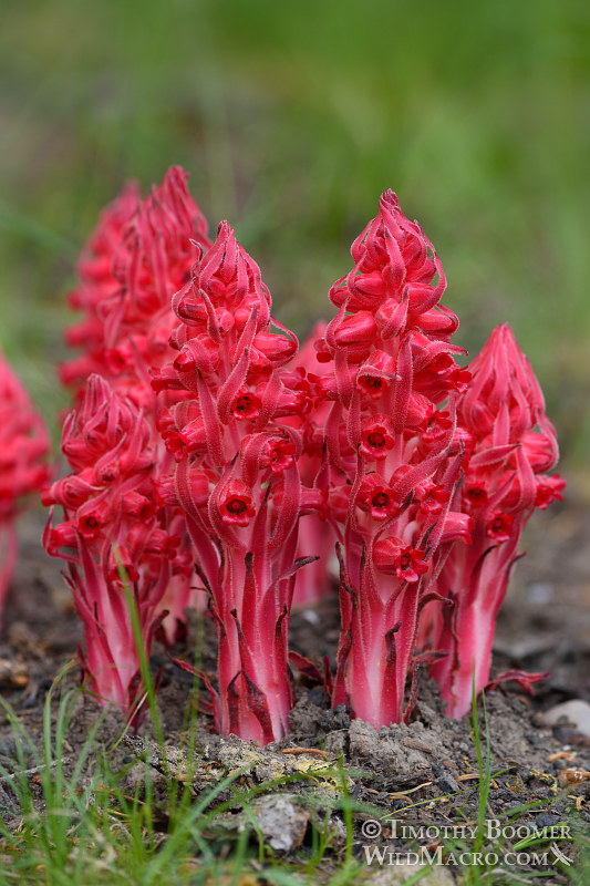 Snow plant (Sarcodes sanguinea). Thunder Mountain Trail, Eldorado National Forest, Sierra Nevada, Amador County, California. Stock Photo ID=PLA0419 Snow plant (Sarcodes sanguinea). Thunder Mountain Trail, Eldorado National Forest, Sierra Nevada, Amador County, California. Stock Photo ID=PLA0419