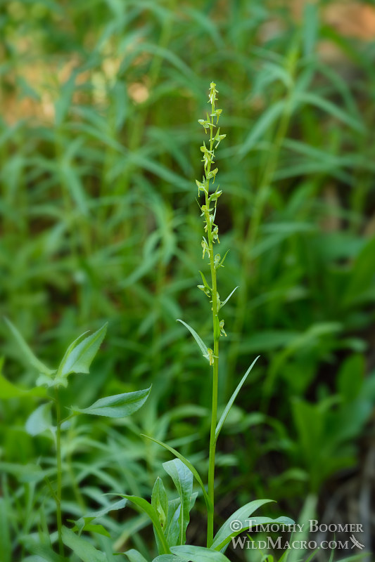 Sparse-flowered bog orchid (Platanthera sparsiflora). Carson Pass, Eldorado National Forest, Sierra Nevada, Alpine County, California. Stock Photo ID=PLA0394 Sparse-flowered bog orchid (Platanthera sparsiflora). Carson Pass, Eldorado National Forest, Sierra Nevada, Alpine County, California. Stock Photo ID=PLA0394