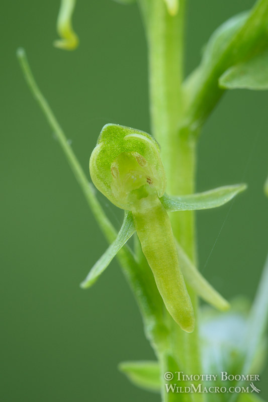 Sparse-flowered bog orchid (Platanthera sparsiflora). Carson Pass, Eldorado National Forest, Sierra Nevada, Alpine County, California. Stock Photo ID=PLA0395 Sparse-flowered bog orchid (Platanthera sparsiflora). Carson Pass, Eldorado National Forest, Sierra Nevada, Alpine County, California. Stock Photo ID=PLA0395