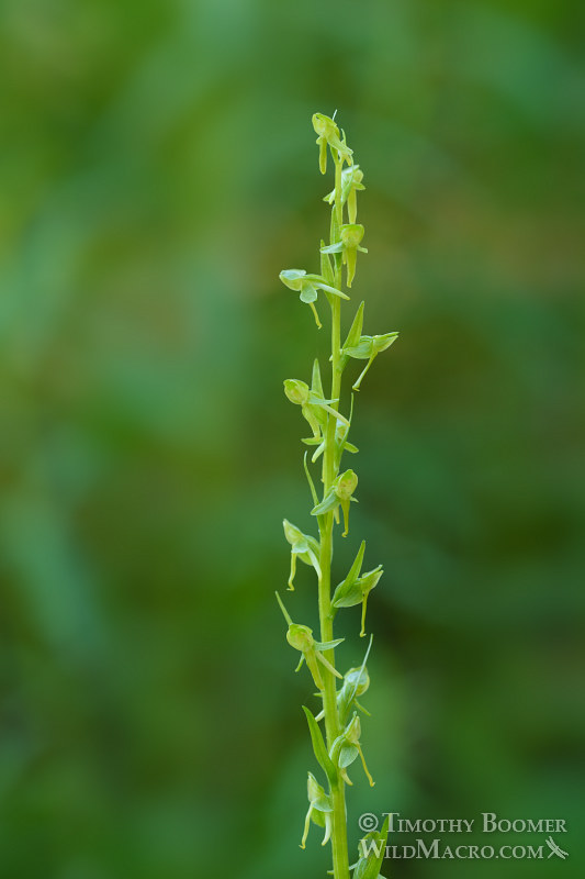 Sparse-flowered bog orchid (Platanthera sparsiflora). Carson Pass, Eldorado National Forest, Sierra Nevada, Alpine County, California. Stock Photo ID=PLA0396 Sparse-flowered bog orchid (Platanthera sparsiflora). Carson Pass, Eldorado National Forest, Sierra Nevada, Alpine County, California. Stock Photo ID=PLA0396