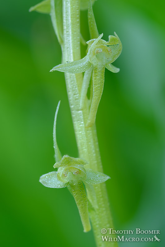 Sparse-flowered bog orchid (Platanthera sparsiflora). Carson Pass, Eldorado National Forest, Sierra Nevada, Alpine County, California. Stock Photo ID=PLA0425 Sparse-flowered bog orchid (Platanthera sparsiflora). Carson Pass, Eldorado National Forest, Sierra Nevada, Alpine County, California. Stock Photo ID=PLA0425