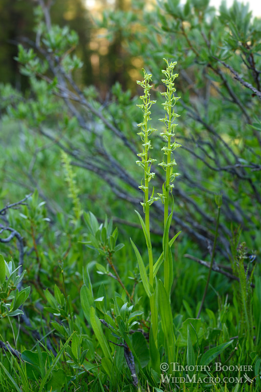 Sparse-flowered bog orchid (Platanthera sparsiflora). Carson Pass, Eldorado National Forest, Sierra Nevada, Alpine County, California. Stock Photo ID=PLA0426 Sparse-flowered bog orchid (Platanthera sparsiflora). Carson Pass, Eldorado National Forest, Sierra Nevada, Alpine County, California. Stock Photo ID=PLA0426