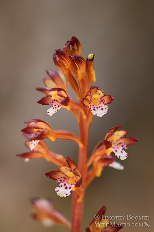 Spotted coralroot (Corallorhiza maculata var. maculata).  Butterfly Valley Botanical Area, Plumas National Forest, Plumas County, CA.  Stock Photo ID=PLA0381