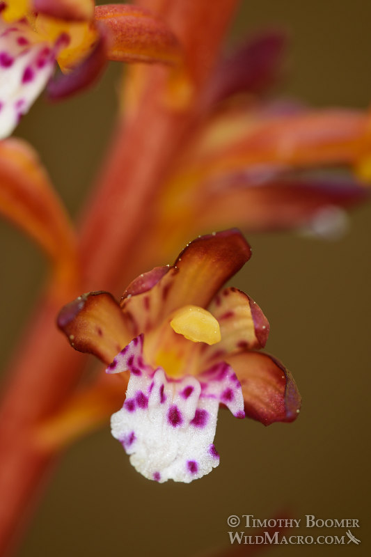 Spotted coralroot (Corallorhiza maculata var. maculata).  Butterfly Valley Botanical Area, Plumas National Forest, Plumas County, CA.  Stock Photo ID=PLA0382