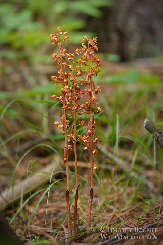 Spotted coralroot (Corallorhiza maculata var. occidentalis).  Plumas National Forest, Plumas County, CA.  Stock Photo ID=PLA0367