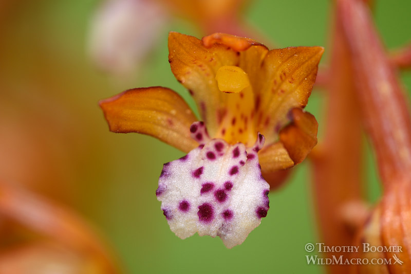 Spotted coralroot (Corallorhiza maculata var. occidentalis).  Plumas National Forest, Plumas County, CA.  Stock Photo ID=PLA0368