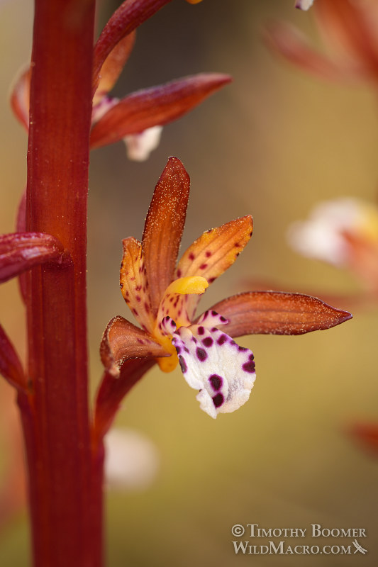 Spotted coralroot (Corallorhiza maculata var. occidentalis).  Carson Spur, Eldorado National Forest, Sierra Nevada, Amador County, CA.  Stock Photo ID=PLA0402