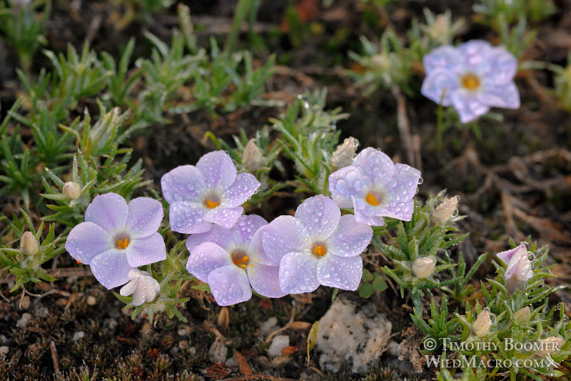 Spreading phlox (Phlox diffusa).  Eldorado National Forest, Sierra Nevada, El Dorado County, California.  Stock Photo ID=PLA0240