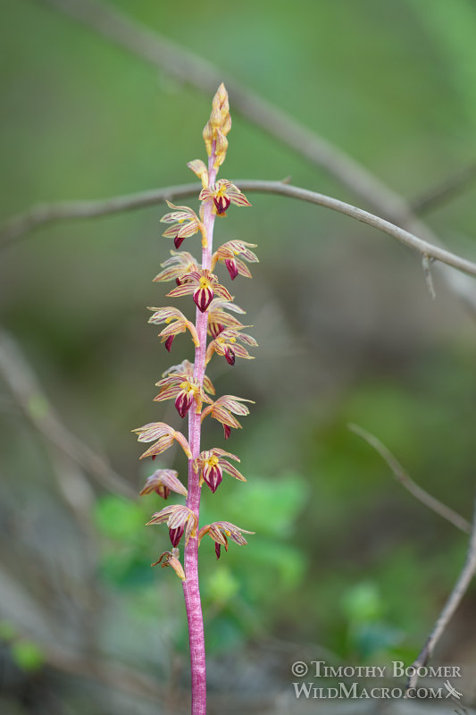 Striped coralroot (Corallorhiza striata). Rancho San Antonio Open Space Preserve, Santa Clara County, California, USA. Stock Photo ID=PLA0455 Striped coralroot (Corallorhiza striata). Rancho San Antonio Open Space Preserve, Santa Clara County, California, USA. Stock Photo ID=PLA0455