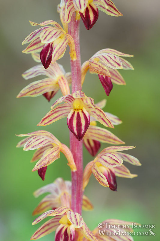 Striped coralroot (Corallorhiza striata). Rancho San Antonio Open Space Preserve, Santa Clara County, California, USA. Stock Photo ID=PLA0456 Striped coralroot (Corallorhiza striata). Rancho San Antonio Open Space Preserve, Santa Clara County, California, USA. Stock Photo ID=PLA0456