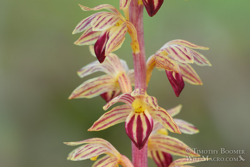 Striped coralroot (Corallorhiza striata). Rancho San Antonio Open Space Preserve, Santa Clara County, California, USA. Stock Photo ID=PLA0457 Striped coralroot (Corallorhiza striata). Rancho San Antonio Open Space Preserve, Santa Clara County, California, USA. Stock Photo ID=PLA0457