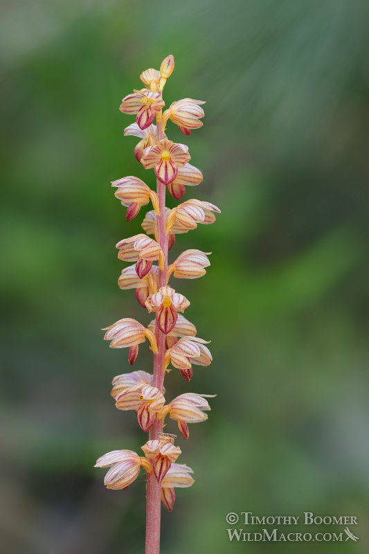 Striped coralroot (Corallorhiza striata). Tahoe National Forest, Sierra Nevada, Nevada County, California, USA. Stock Photo ID=PLA0507 Striped coralroot (Corallorhiza striata). Tahoe National Forest, Sierra Nevada, Nevada County, California, USA. Stock Photo ID=PLA0507