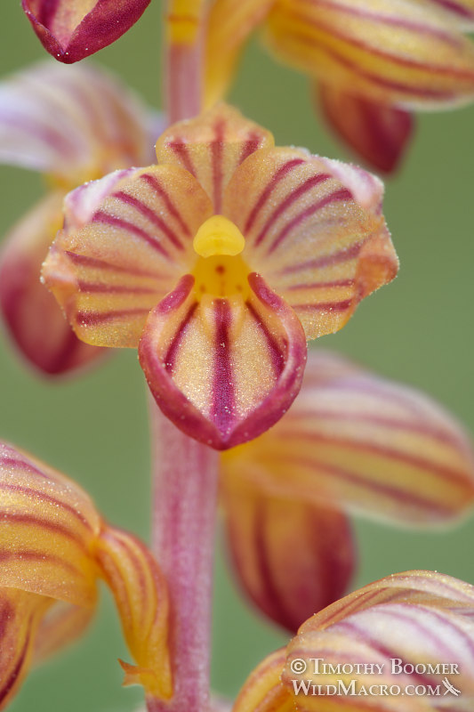 Striped coralroot (Corallorhiza striata). Tahoe National Forest, Sierra Nevada, Nevada County, California, USA. Stock Photo ID=PLA0508 Striped coralroot (Corallorhiza striata). Tahoe National Forest, Sierra Nevada, Nevada County, California, USA. Stock Photo ID=PLA0508