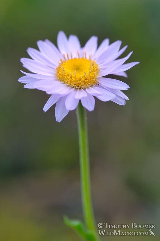 Subalpine fleabane (Erigeron glacialis var. glacialis). Carson Pass, Eldorado National Forest, Sierra Nevada, Alpine County, California, USA. Stock Photo ID=PLA0245 Subalpine fleabane (Erigeron glacialis var. glacialis). Carson Pass, Eldorado National Forest, Sierra Nevada, Alpine County, California, USA. Stock Photo ID=PLA0245