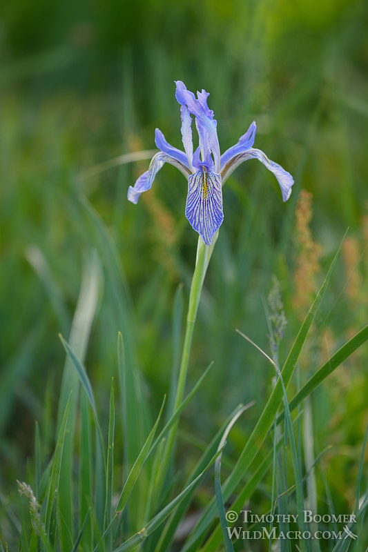Western blue flag (Iris missouriensis). Carson Pass, Eldorado National Forest, Sierra Nevada, Alpine County, California. Stock Photo ID=PLA0430 Western blue flag (Iris missouriensis). Carson Pass, Eldorado National Forest, Sierra Nevada, Alpine County, California. Stock Photo ID=PLA0430