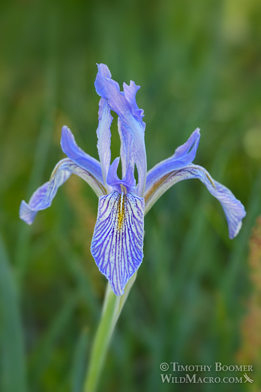 Western blue flag (Iris missouriensis). Carson Pass, Eldorado National Forest, Sierra Nevada, Alpine County, California. Stock Photo ID=PLA0431 Western blue flag (Iris missouriensis). Carson Pass, Eldorado National Forest, Sierra Nevada, Alpine County, California. Stock Photo ID=PLA0431