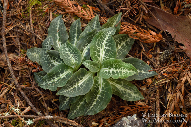 Western rattlesnake plantain (Goodyera oblongifolia) foliage. Kruse Rhododendron State Natural Reserve, Sonoma County, California, USA. Stock Photo ID=PLA0526 Western rattlesnake plantain (Goodyera oblongifolia) foliage. Kruse Rhododendron State Natural Reserve, Sonoma County, California, USA. Stock Photo ID=PLA0526