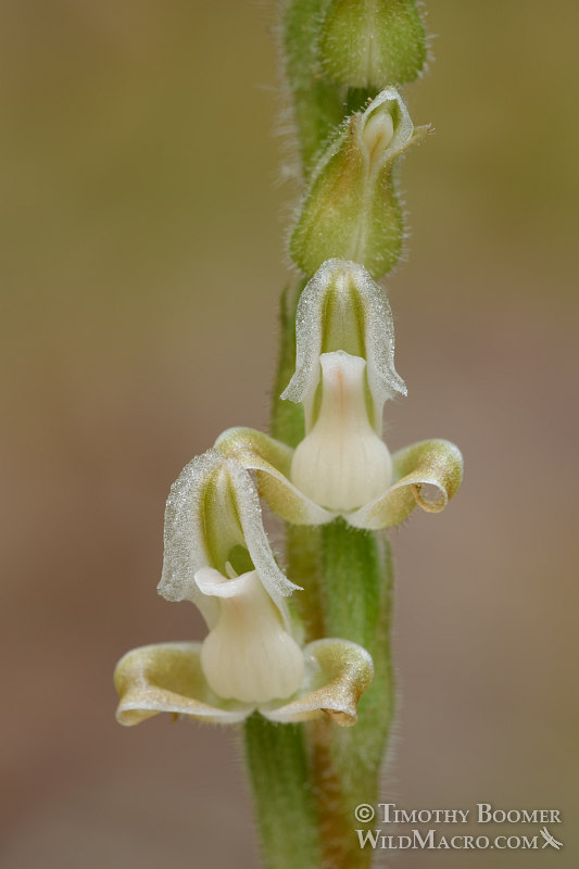 Western rattlesnake plantain (Goodyera oblongifolia), close-up of wildflowers in bloom. Kruse Rhododendron State Natural Reserve, Sonoma County, California, USA. Stock Photo ID=PLA0527