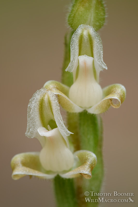 Western rattlesnake plantain (Goodyera oblongifolia), highly detailed close-up of orchid flowers in bloom. Kruse Rhododendron State Natural Reserve, Sonoma County, California, USA. Stock Photo ID=PLA0528 Western rattlesnake plantain (Goodyera oblongifolia), highly detailed close-up of orchid flowers in bloom. Kruse Rhododendron State Natural Reserve, Sonoma County, California, USA. Stock Photo ID=PLA0528