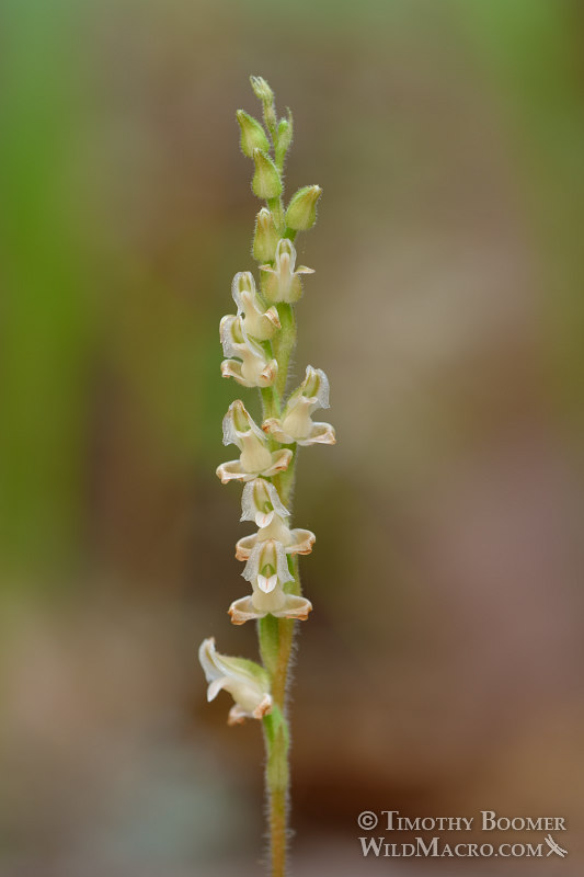 Western rattlesnake plantain (Goodyera oblongifolia). Kruse Rhododendron State Natural Reserve, Sonoma County, California, USA. Stock Photo ID=PLA0529 Western rattlesnake plantain (Goodyera oblongifolia). Kruse Rhododendron State Natural Reserve, Sonoma County, California, USA. Stock Photo ID=PLA0529