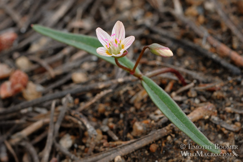 Western spring beauty (Claytonia lanceolata). Carson Pass, Eldorado National Forest, Alpine County, CA. Stock Photo ID=PLA0120 Western spring beauty (Claytonia lanceolata). Carson Pass, Eldorado National Forest, Alpine County, CA. Stock Photo ID=PLA0120