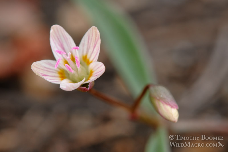 Western spring beauty (Claytonia lanceolata). Carson Pass, Eldorado National Forest, Alpine County, CA. Stock Photo ID=PLA0122 Western spring beauty (Claytonia lanceolata). Carson Pass, Eldorado National Forest, Alpine County, CA. Stock Photo ID=PLA0122
