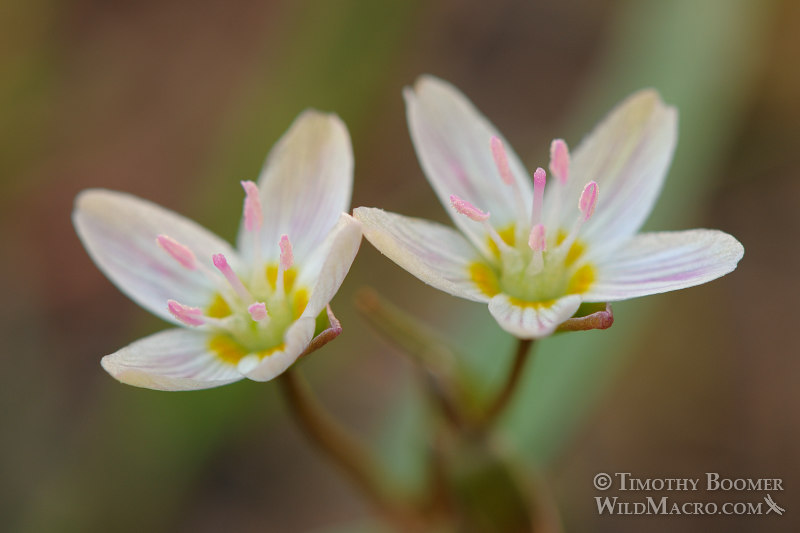 Western spring beauty (Claytonia lanceolata). Carson Pass, Eldorado National Forest, Alpine County, CA. Stock Photo ID=PLA0228 Western spring beauty (Claytonia lanceolata). Carson Pass, Eldorado National Forest, Alpine County, CA. Stock Photo ID=PLA0228