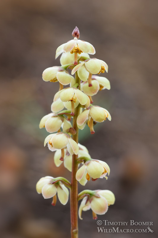 White-veined wintergreen (Pyrola picta). Eldorado National Forest, Sierra Nevada, Amador County, California. Stock Photo ID=PLA0438 White-veined wintergreen (Pyrola picta). Eldorado National Forest, Sierra Nevada, Amador County, California. Stock Photo ID=PLA0438