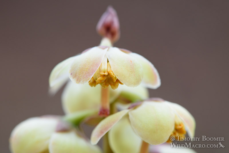 White-veined wintergreen (Pyrola picta). Eldorado National Forest, Sierra Nevada, Amador County, California. Stock Photo ID=PLA0439 White-veined wintergreen (Pyrola picta). Eldorado National Forest, Sierra Nevada, Amador County, California. Stock Photo ID=PLA0439