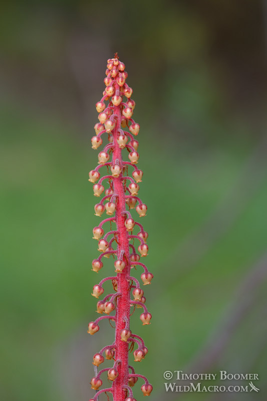 Woodland pinedrops (Pterospora andromedea).  Eldorado National Forest, Sierra Nevada, El Dorado County, California, USA.  Stock Photo ID=PLA0329