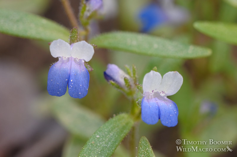 Wright's blue-eyed Mary (Collinsia torreyi var. wrightii). Carson Pass, Eldorado National Forest, Sierra Nevada, Alpine County, California, USA. Stock Photo ID=PLA0147 Wright's blue-eyed Mary (Collinsia torreyi var. wrightii). Carson Pass, Eldorado National Forest, Sierra Nevada, Alpine County, California, USA. Stock Photo ID=PLA0147