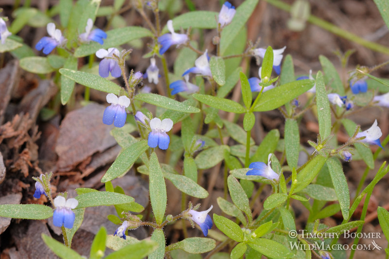 Wright's blue-eyed Mary (Collinsia torreyi var. wrightii). Carson Pass, Eldorado National Forest, Sierra Nevada, Alpine County, California, USA. Stock Photo ID=PLA0148 Wright's blue-eyed Mary (Collinsia torreyi var. wrightii). Carson Pass, Eldorado National Forest, Sierra Nevada, Alpine County, California, USA. Stock Photo ID=PLA0148