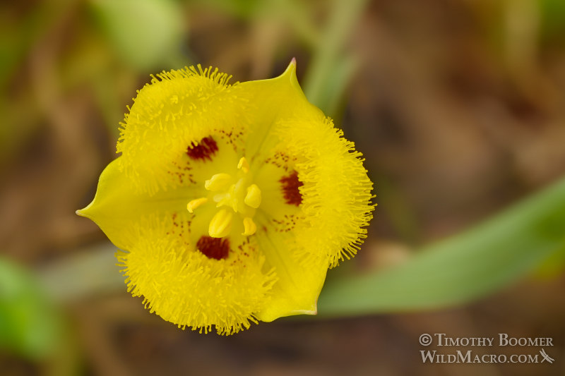Yellow star tulip (Calochortus monophyllus), overhead close-up view.  Pioneer, Amador County, California, USA.  Stock Photo ID=PLA0497