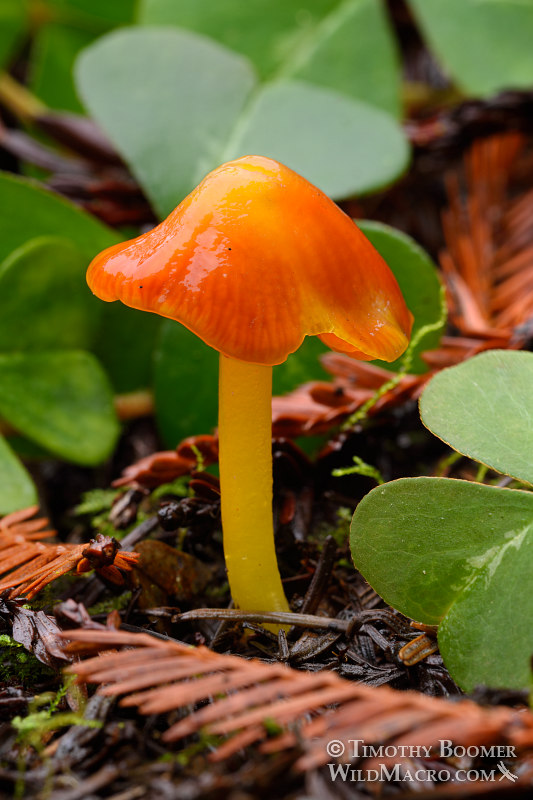 Acute conic waxy cap (Hygrocybe acutoconica).  Stillwater Cove Regional Park, Sonoma County, California, USA.  Stock Photo ID=FUN0188