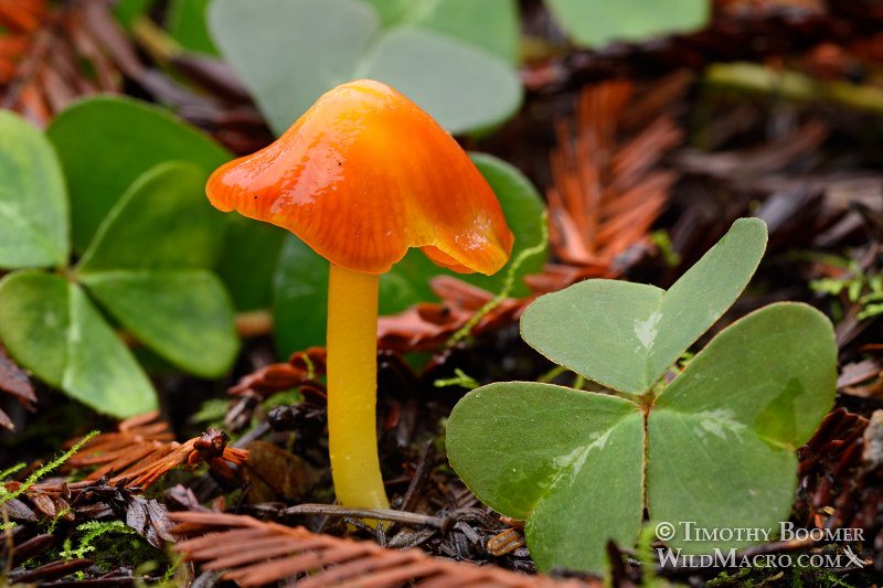 Acute conic waxy cap (Hygrocybe acutoconica).  Stillwater Cove Regional Park, Sonoma County, California, USA.  Stock Photo ID=FUN0189