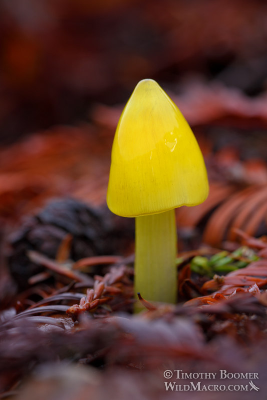 Acute conic waxy cap (Hygrocybe acutoconica).  Portola Redwoods State Park, San Mateo County, California, USA.  Stock Photo ID=FUN0264