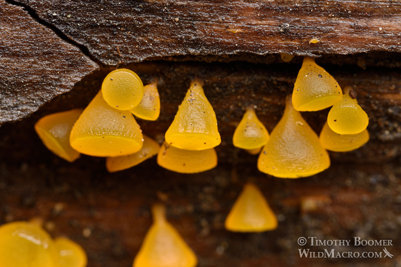 Alpine jelly cone (Guepiniopsis alpina).  Eldorado National Forest, Sierra Nevada, Amador County, California, USA.  Stock Photo ID=FUN0181