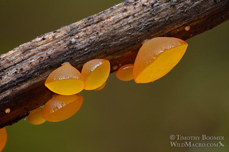 Alpine jelly cone (Guepiniopsis alpina).  Tahoe National Forest, Sierra Nevada, Nevada County, California, USA.  Stock Photo ID=FUN0292