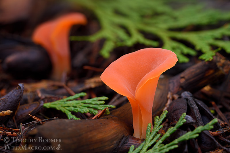 Apricot jelly fungus (Guepinia helvelloides). Indian Grinding Rock State Historic Park, Pine Grove, Amador County, California, USA. Stock Photo ID=FUN0270 Apricot jelly fungus (Guepinia helvelloides). Indian Grinding Rock State Historic Park, Pine Grove, Amador County, California, USA. Stock Photo ID=FUN0270