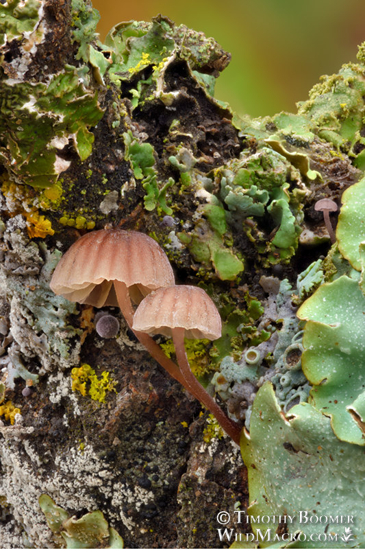 Bark bonnet mushrooms (Mycena corticola).  Vacaville, Solano County, California, USA.  Stock Photo ID=FUN0319
